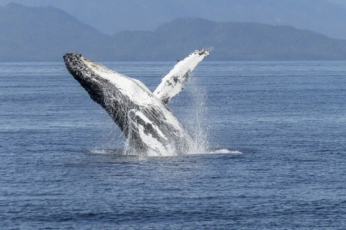 Whale watching , Abisko Northern lights, Ice Breaker and Santa claus village