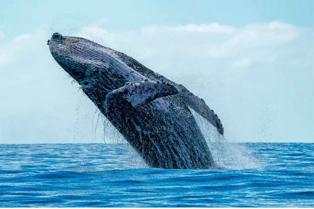 Whale Watching