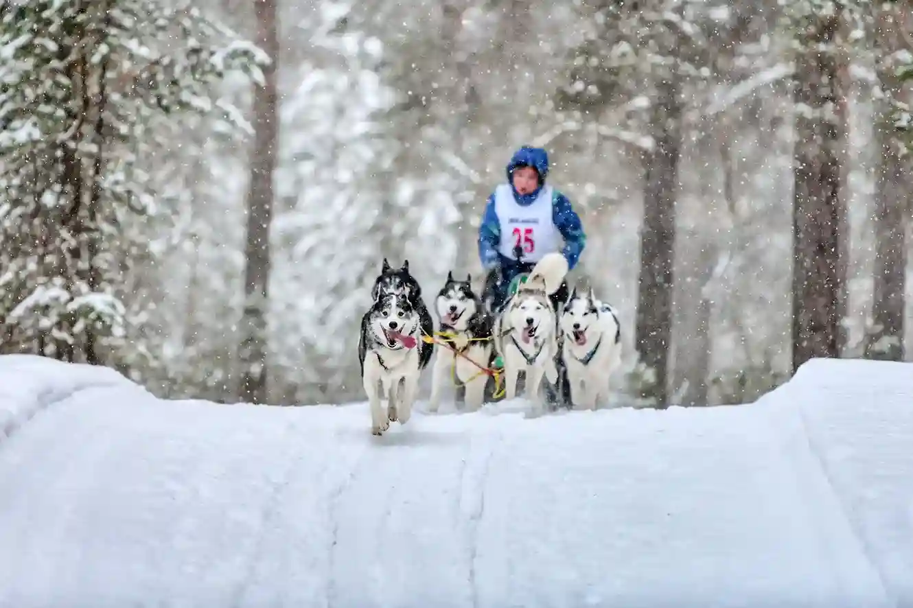 Nordic Capitals & Arctic Adventure