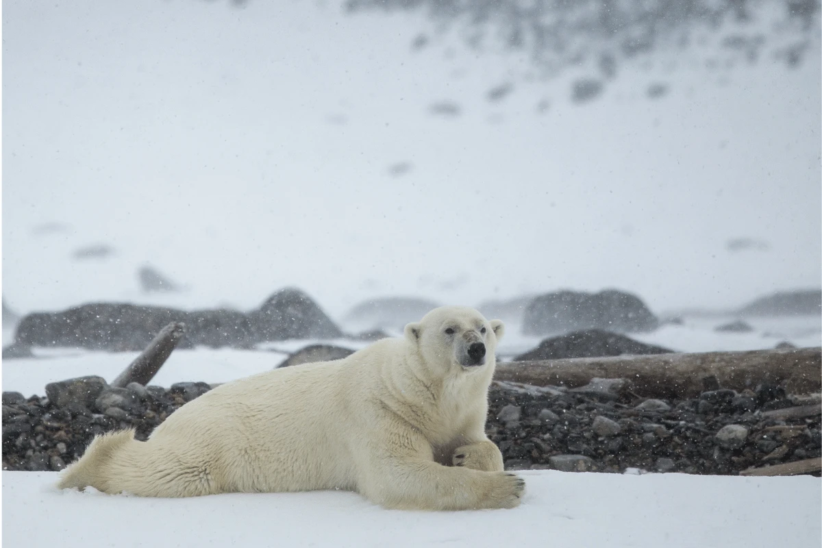 Norway & Svalbard  Summer Holidays